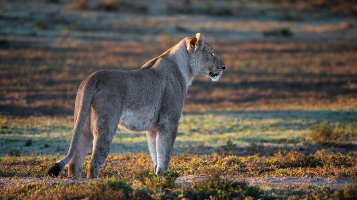 Shamwari Long Lee Manor