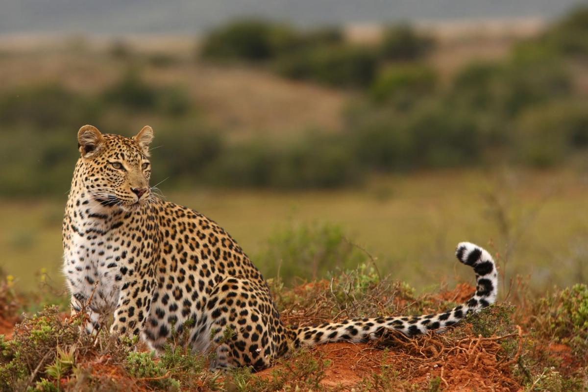 Shamwari Long Lee Manor