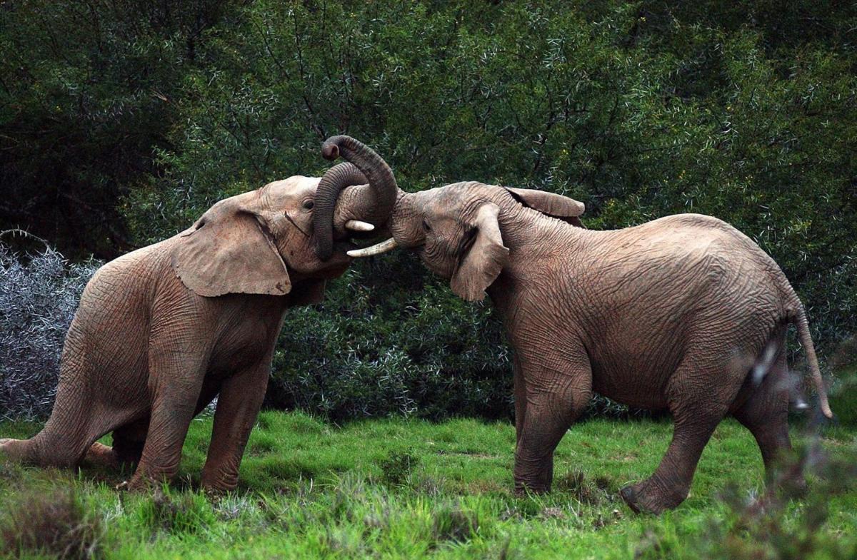 Shamwari Long Lee Manor