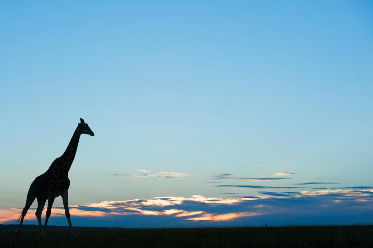 Shamwari Long Lee Manor