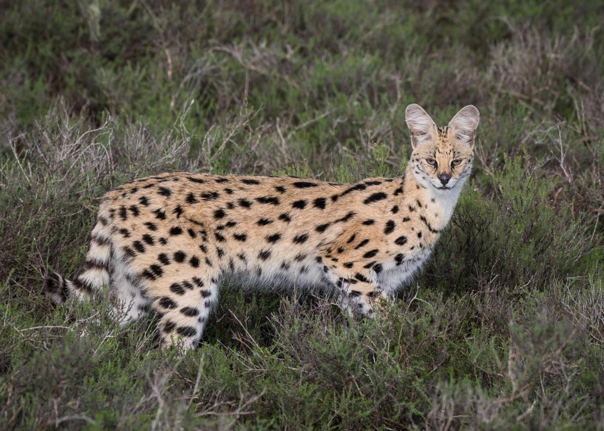 Shamwari Long Lee Manor