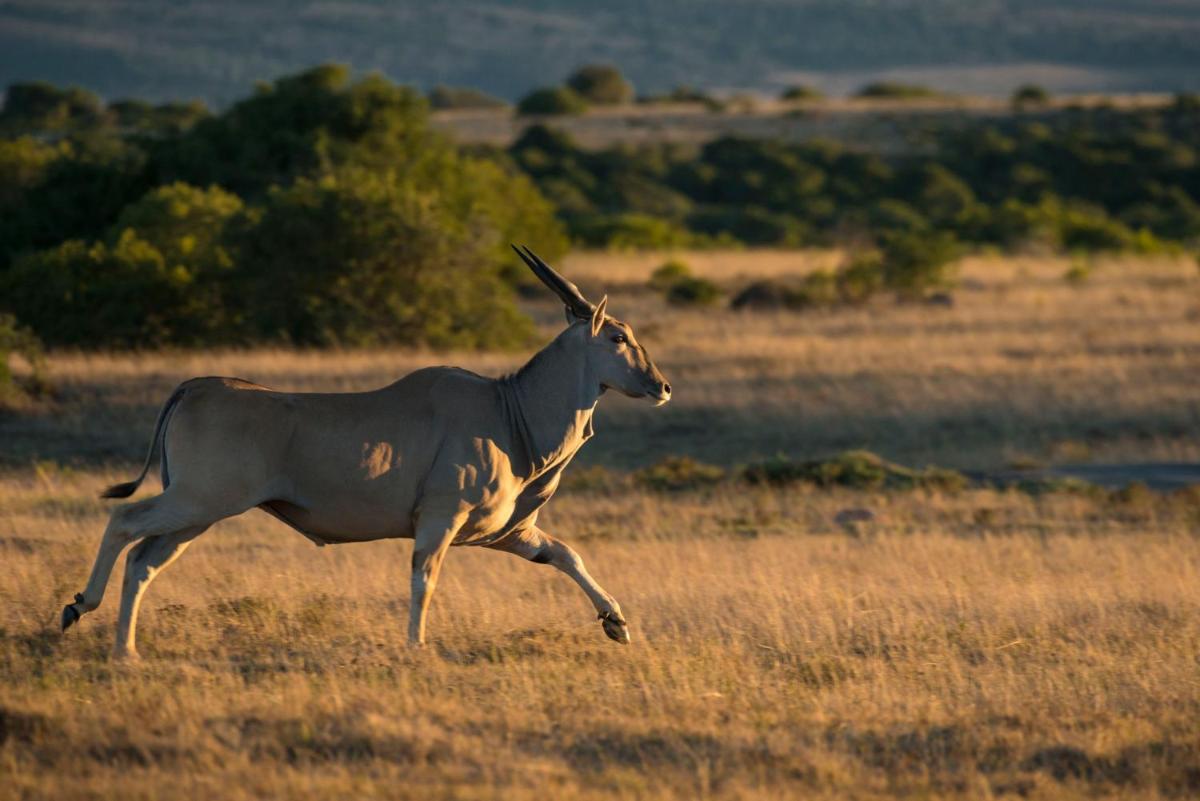 Shamwari Long Lee Manor