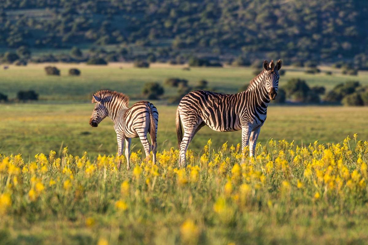 Shamwari Long Lee Manor