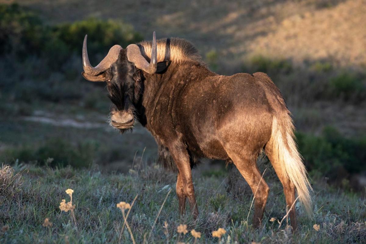 Shamwari Long Lee Manor