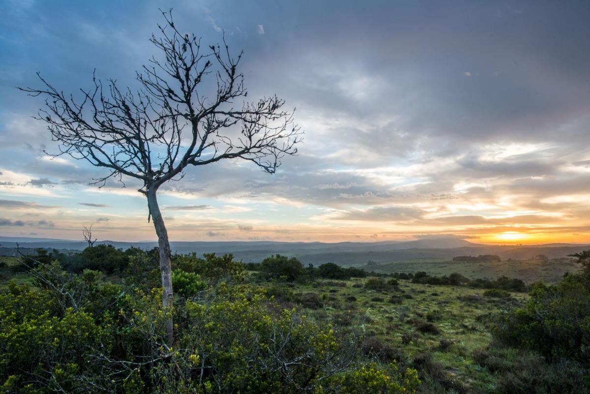 Shamwari Long Lee Manor