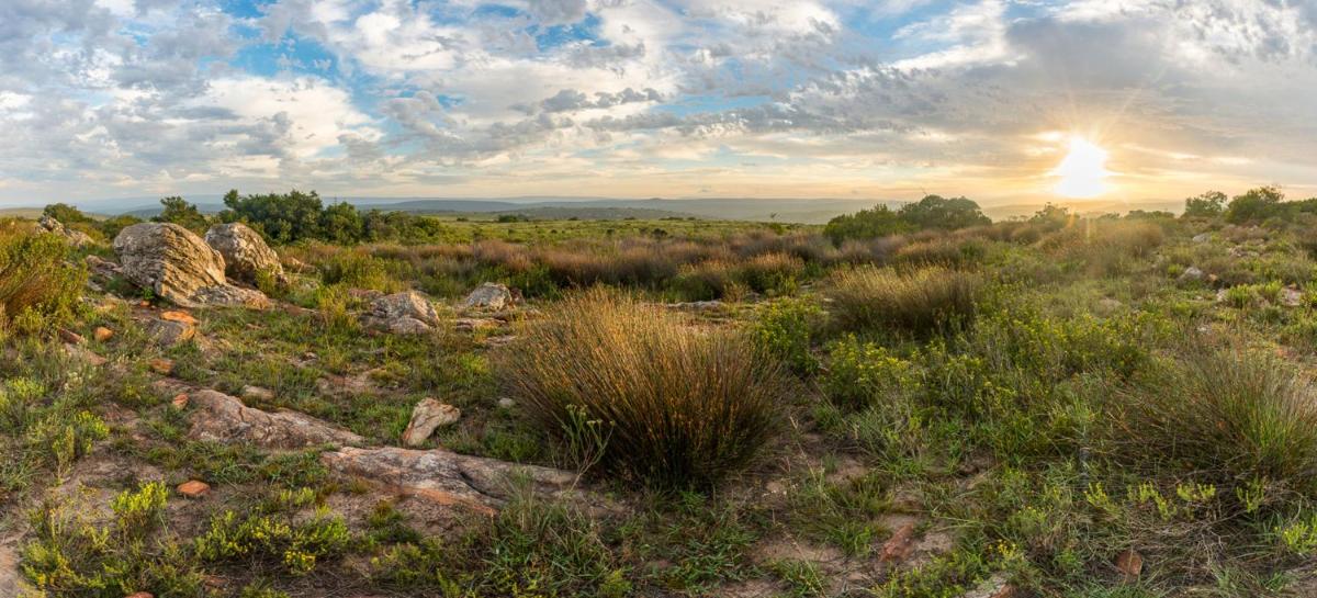 Shamwari Long Lee Manor