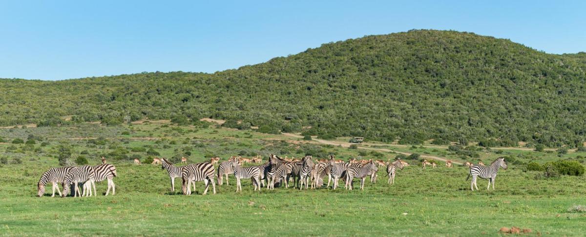 Shamwari Long Lee Manor