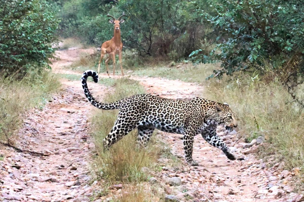 Karongwe- Shiduli Safari Lodge