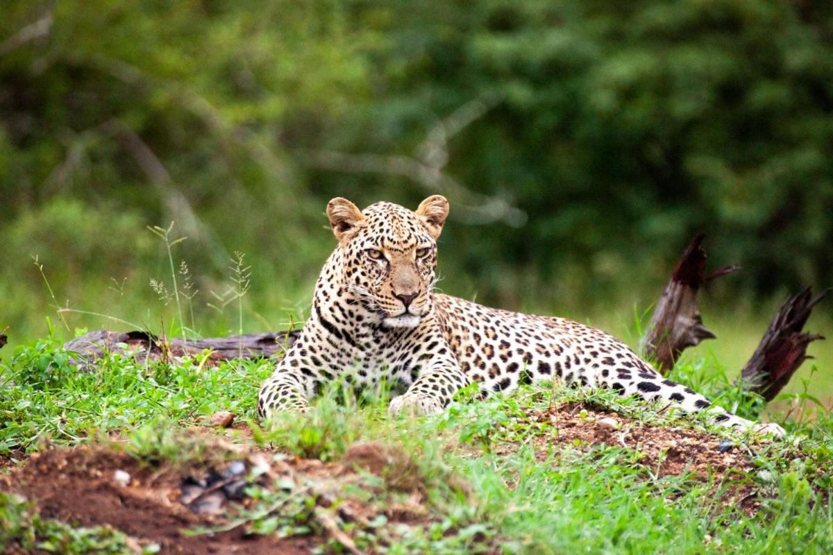 Karongwe- Shiduli Safari Lodge