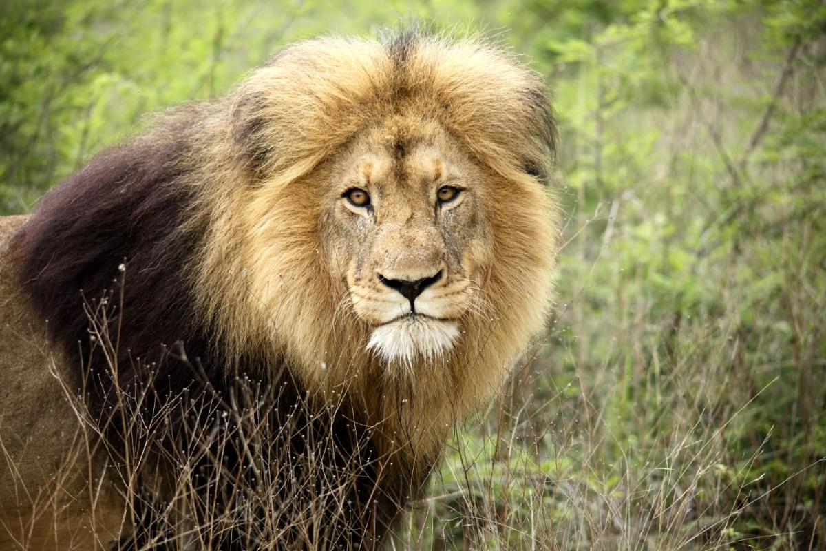 Karongwe- Shiduli Safari Lodge