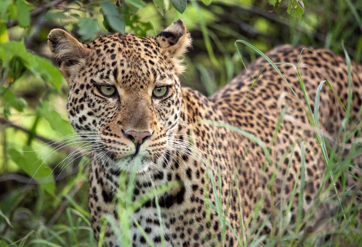 Karongwe- Shiduli Safari Lodge