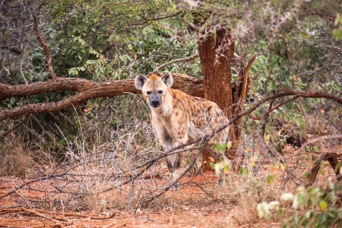 Karongwe- Shiduli Safari Lodge