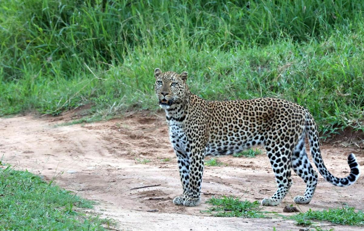 Karongwe- Shiduli Safari Lodge