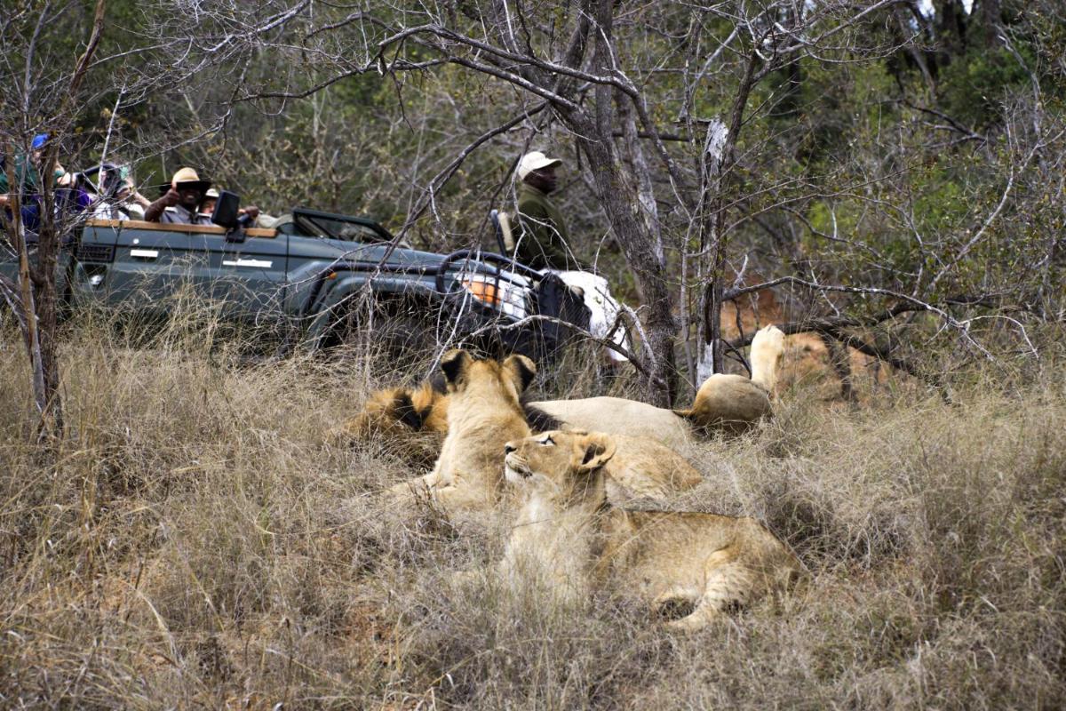 Karongwe- Shiduli Safari Lodge
