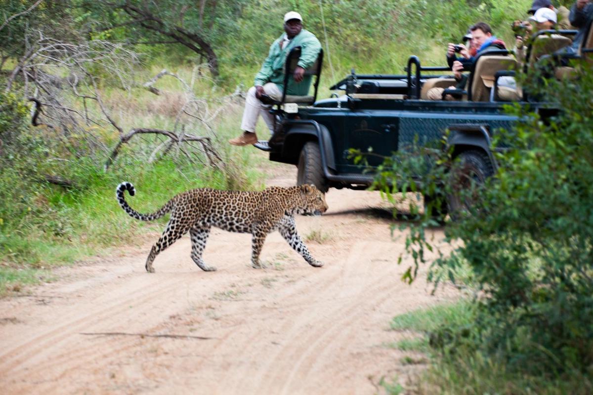 Karongwe- Shiduli Safari Lodge
