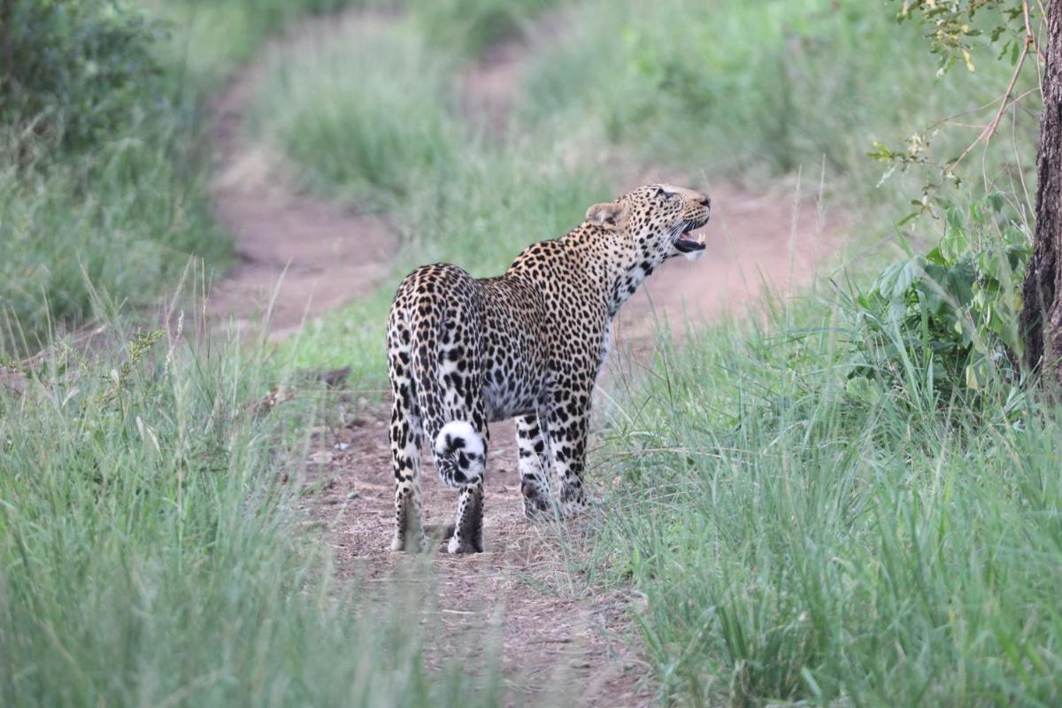 Karongwe- Shiduli Safari Lodge