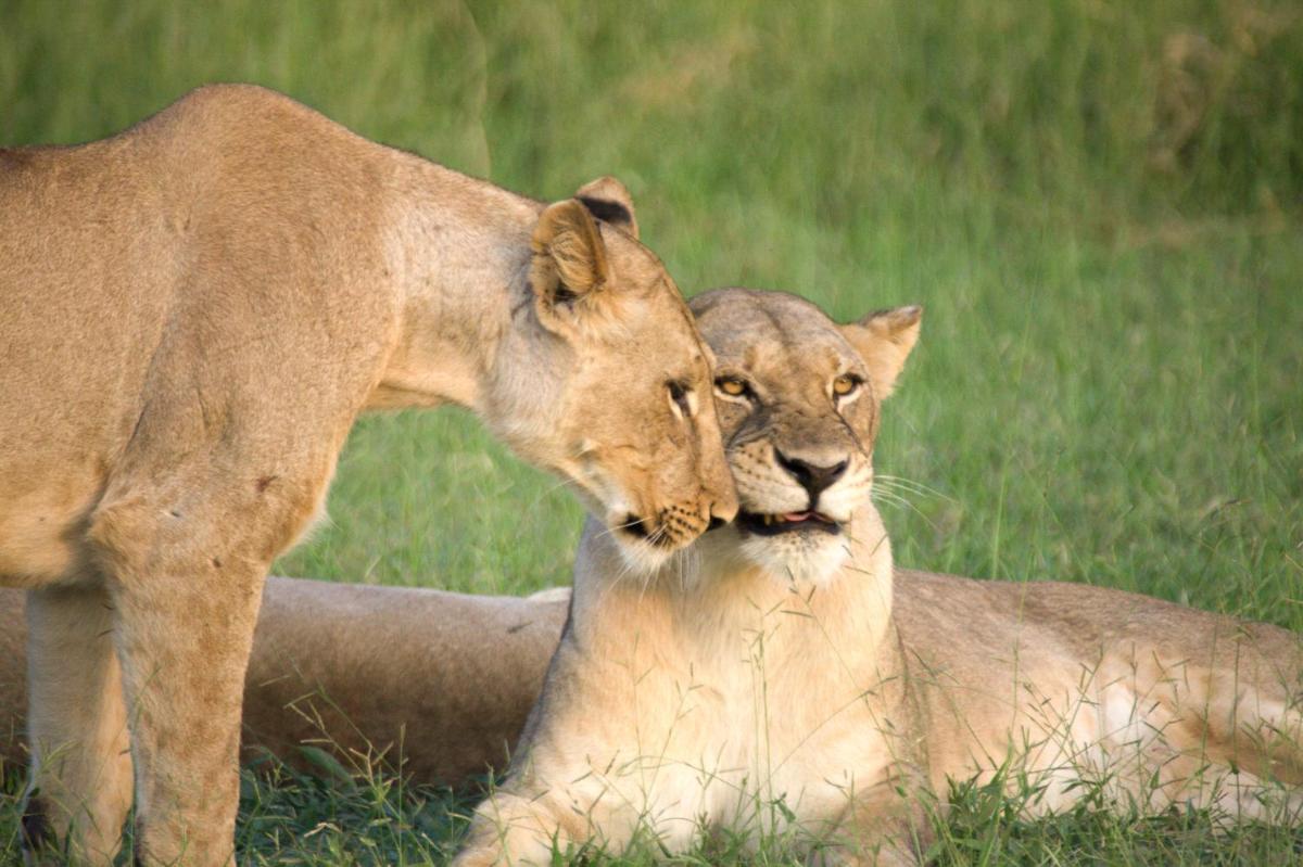 Karongwe- Shiduli Safari Lodge
