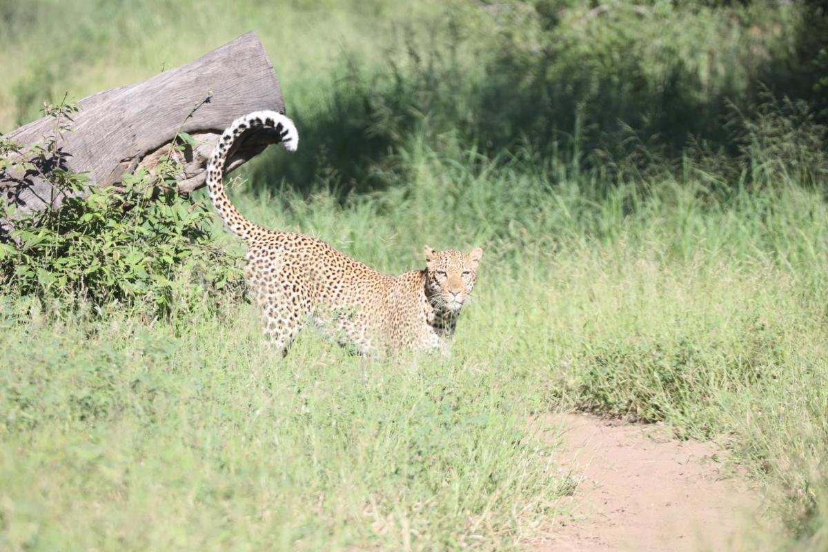 Karongwe- Shiduli Safari Lodge