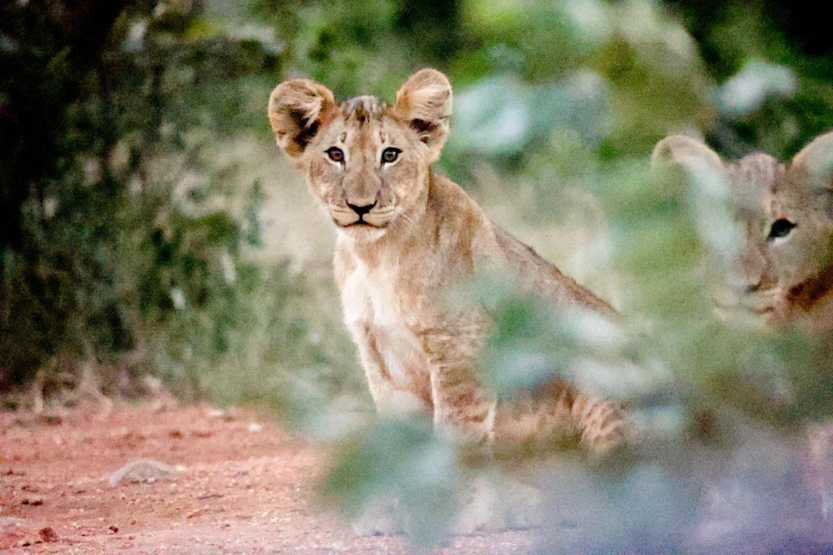 Karongwe- Shiduli Safari Lodge