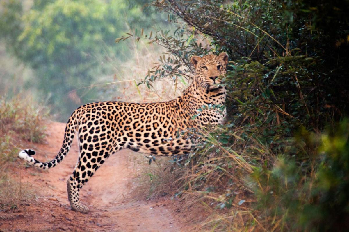 Karongwe- Shiduli Safari Lodge