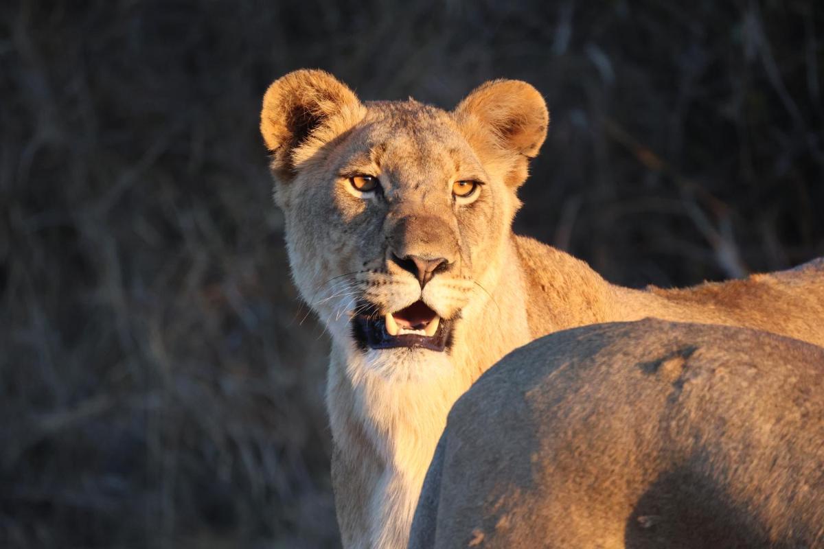 Karongwe- Shiduli Safari Lodge