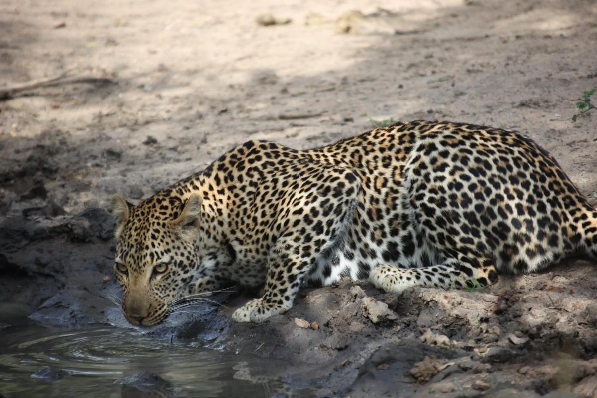Karongwe- Shiduli Safari Lodge