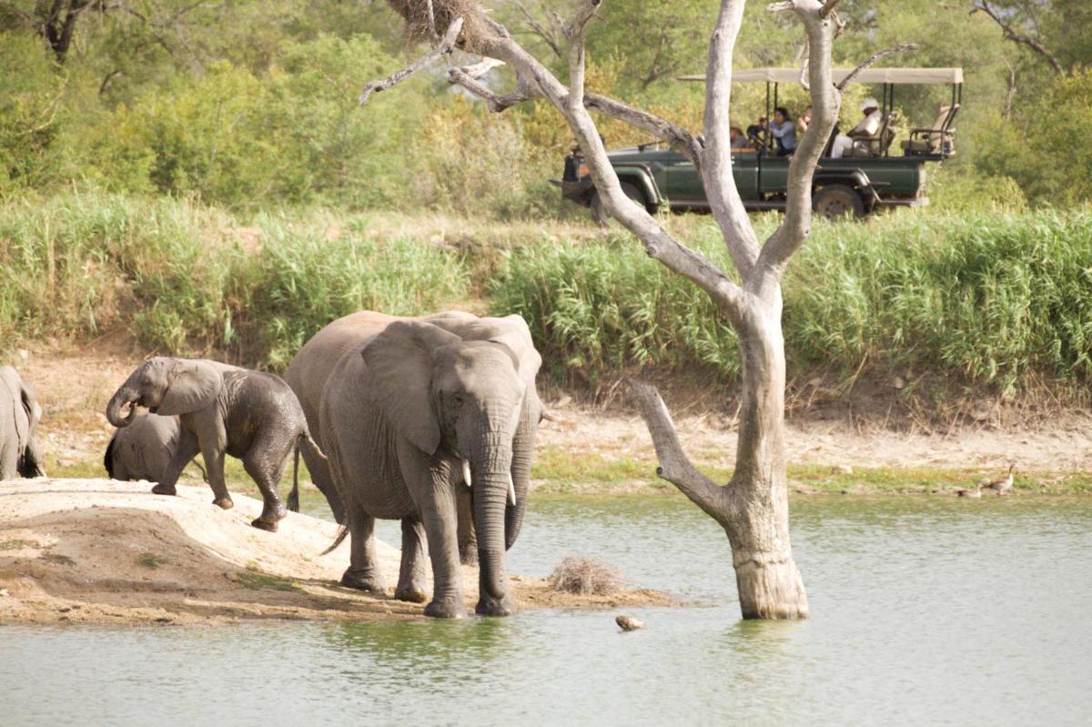 Karongwe- Shiduli Safari Lodge