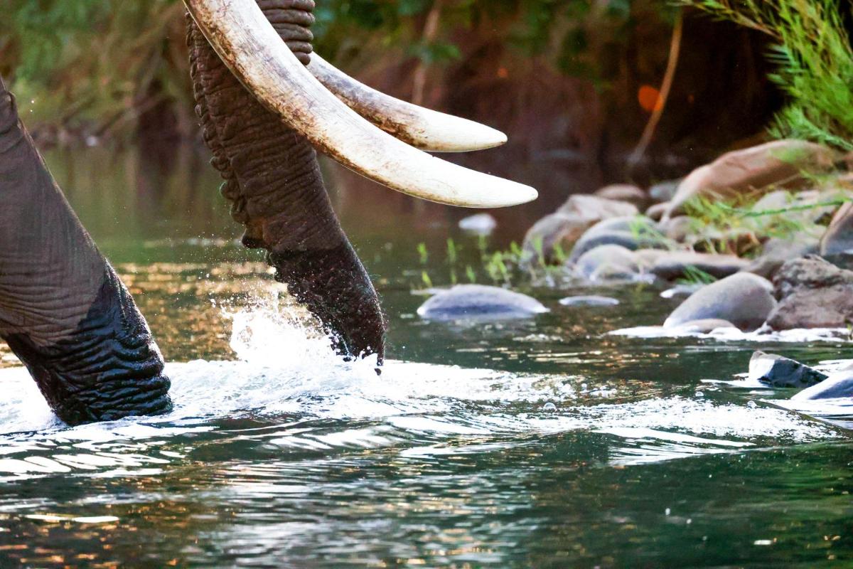 Karongwe- Shiduli Safari Lodge