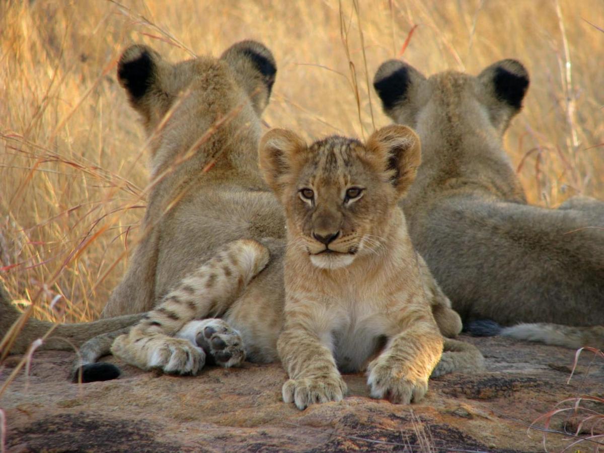 Karongwe- Shiduli Safari Lodge