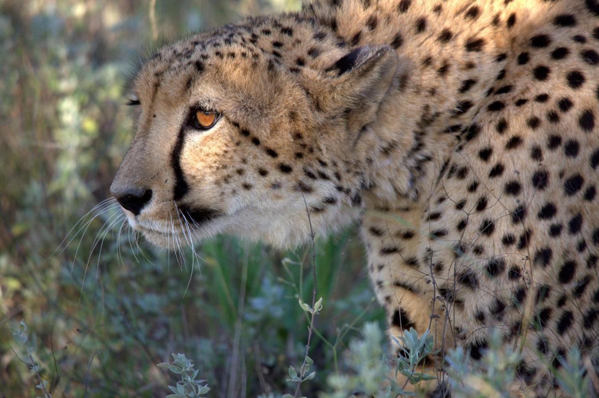 Karongwe- Shiduli Safari Lodge