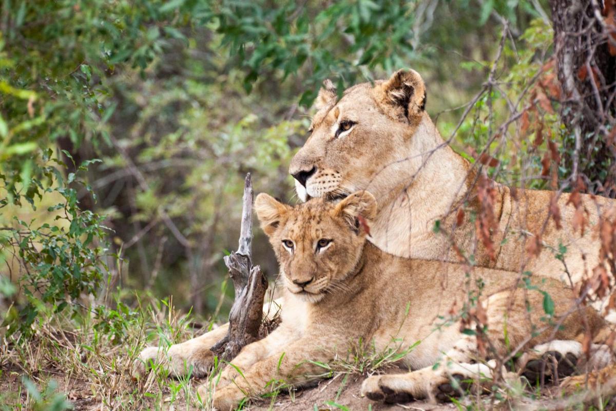 Karongwe- Shiduli Safari Lodge