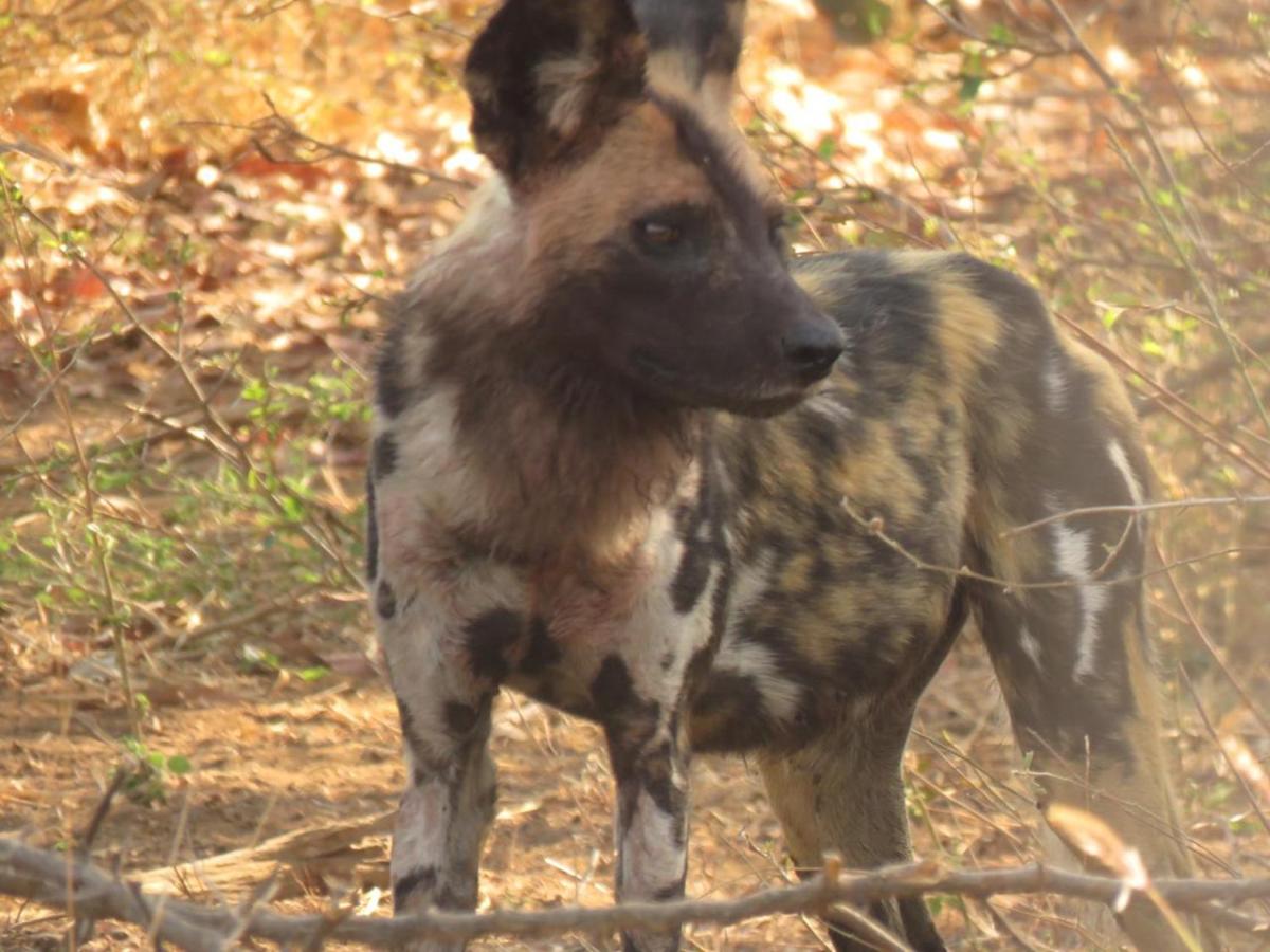 Karongwe- Shiduli Safari Lodge