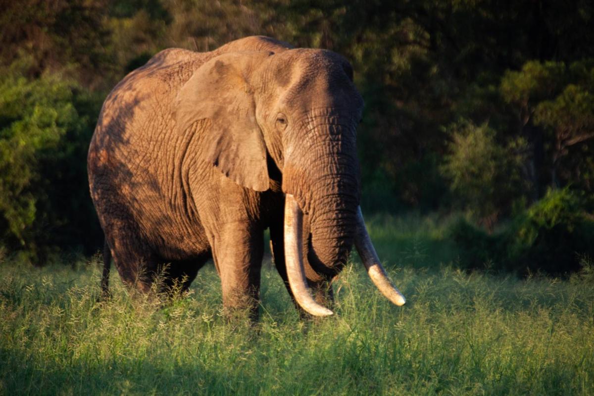 Karongwe- Shiduli Safari Lodge