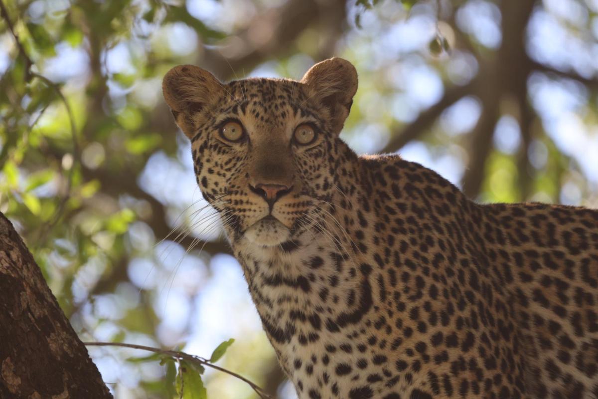 Karongwe- Shiduli Safari Lodge