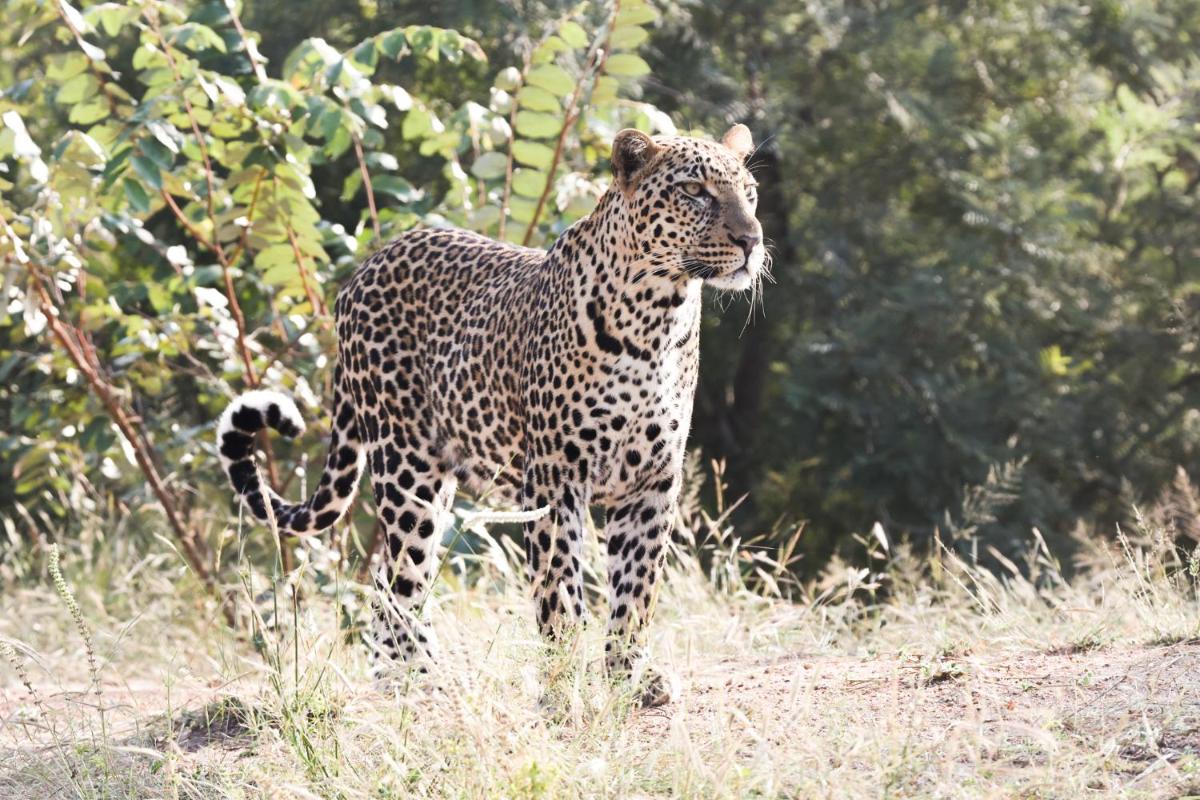 Karongwe- Shiduli Safari Lodge