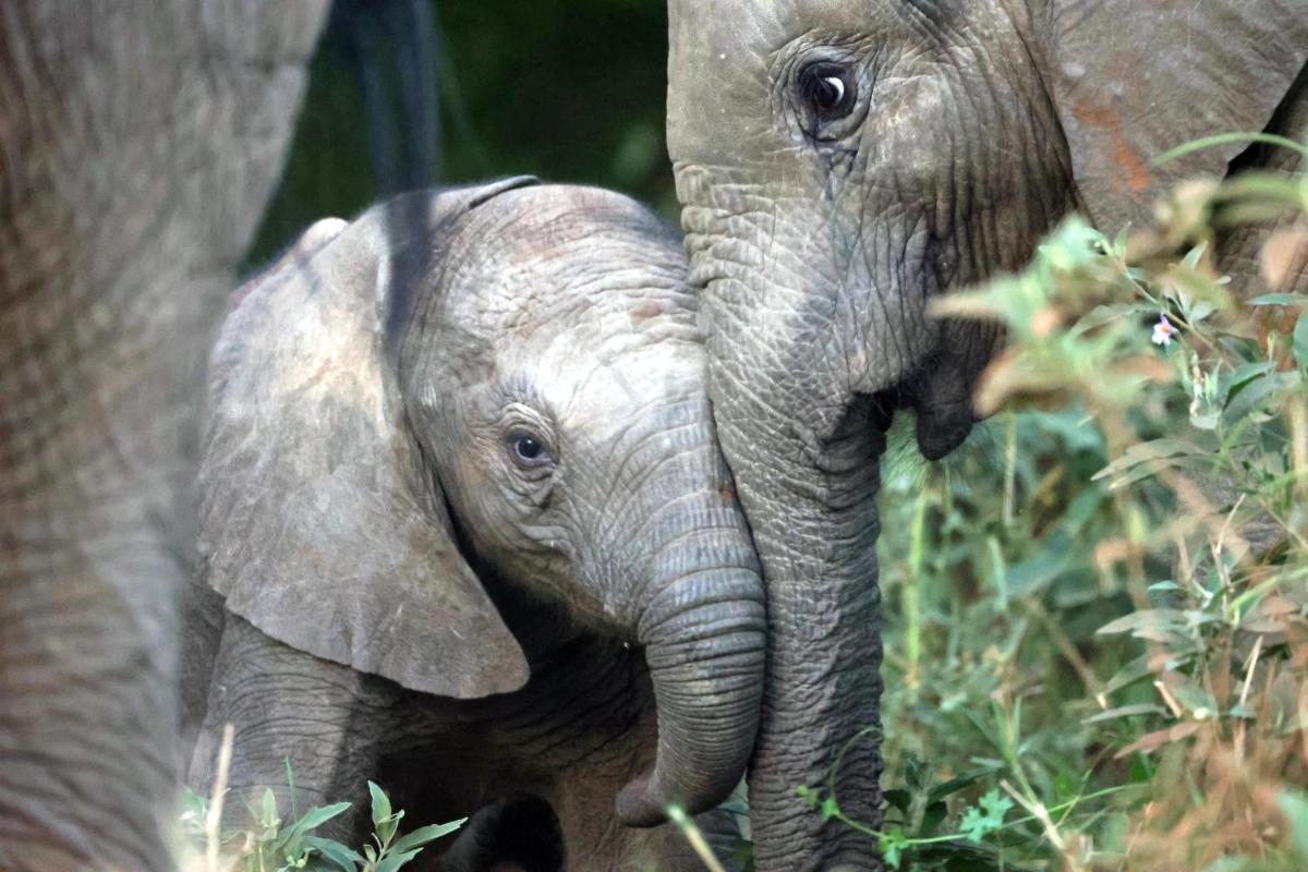 Karongwe- Shiduli Safari Lodge