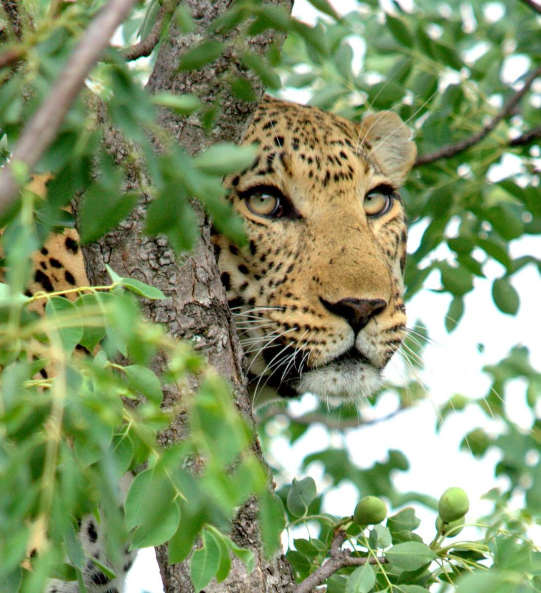 Karongwe- Shiduli Safari Lodge