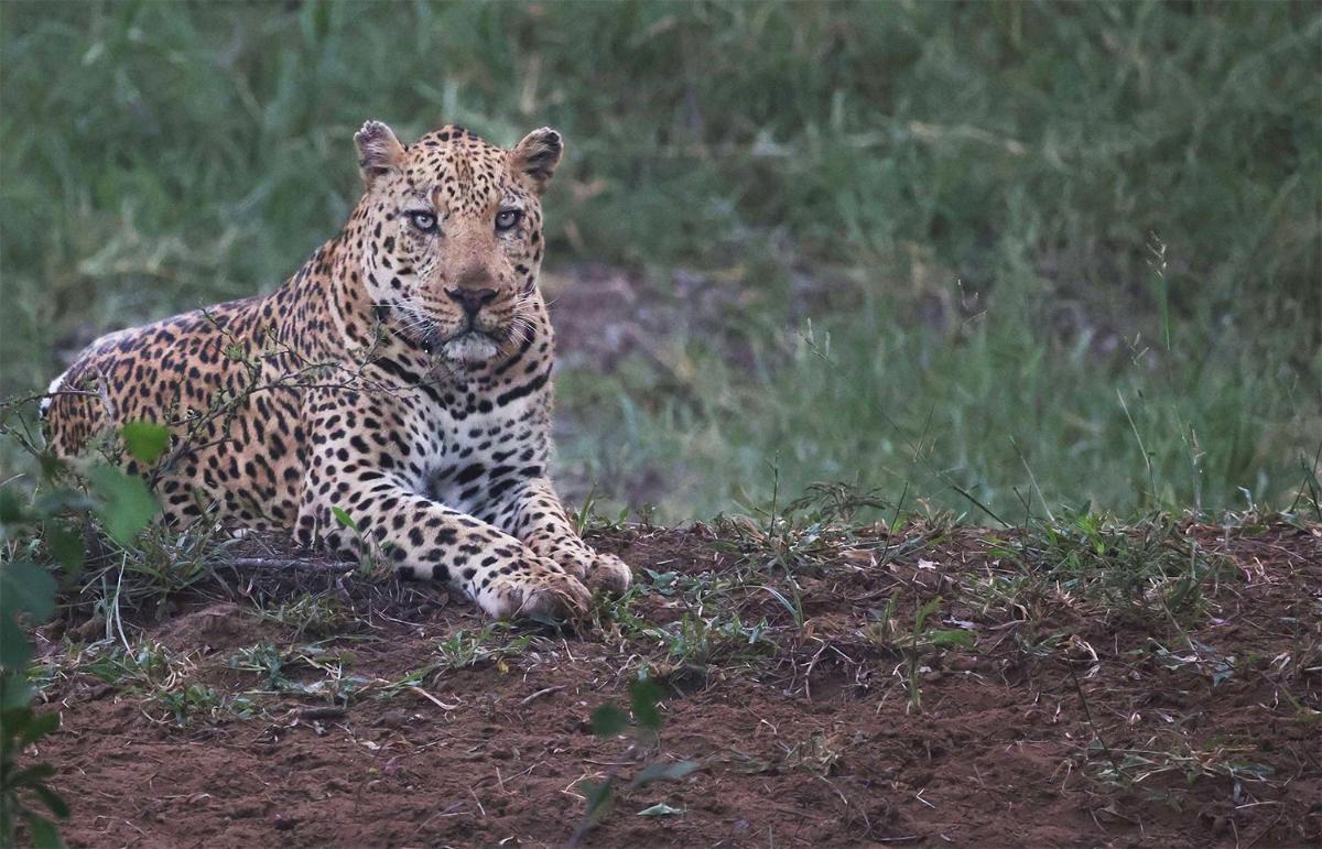 Karongwe- Shiduli Safari Lodge