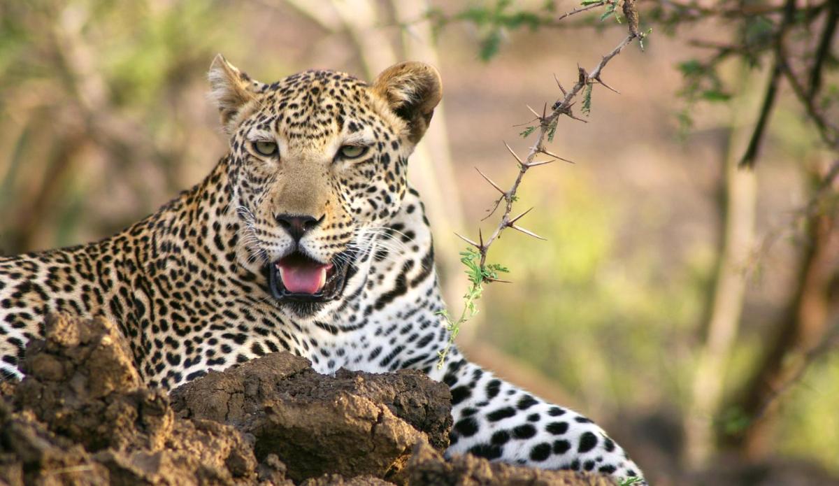 Karongwe- Shiduli Safari Lodge