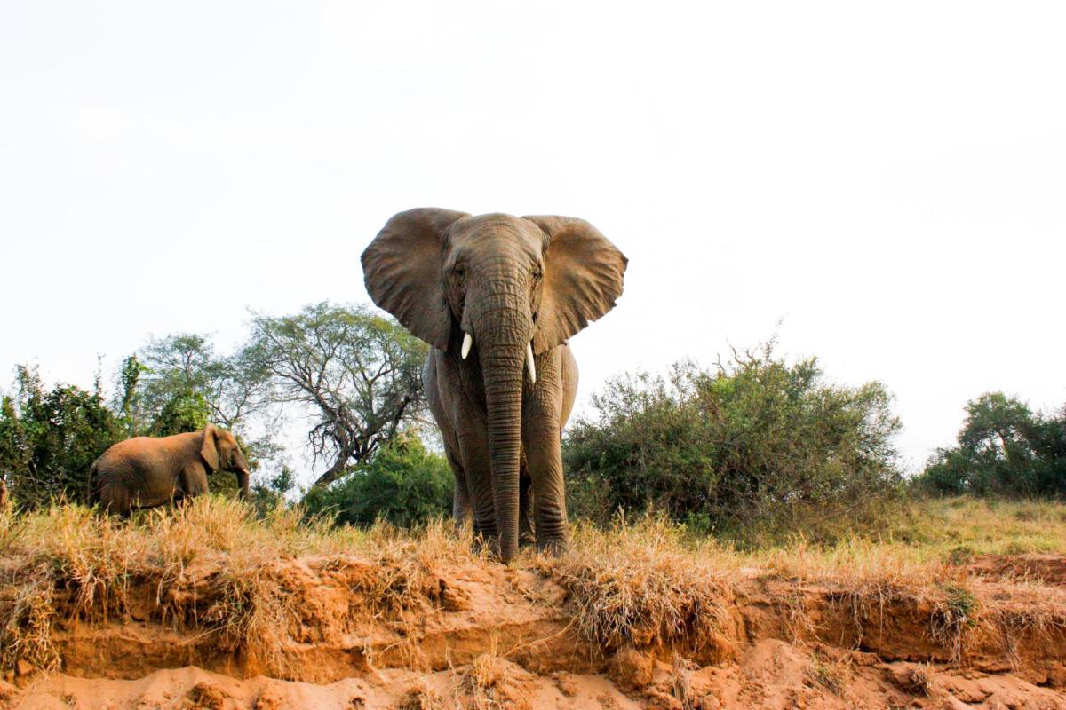 Karongwe- Shiduli Safari Lodge