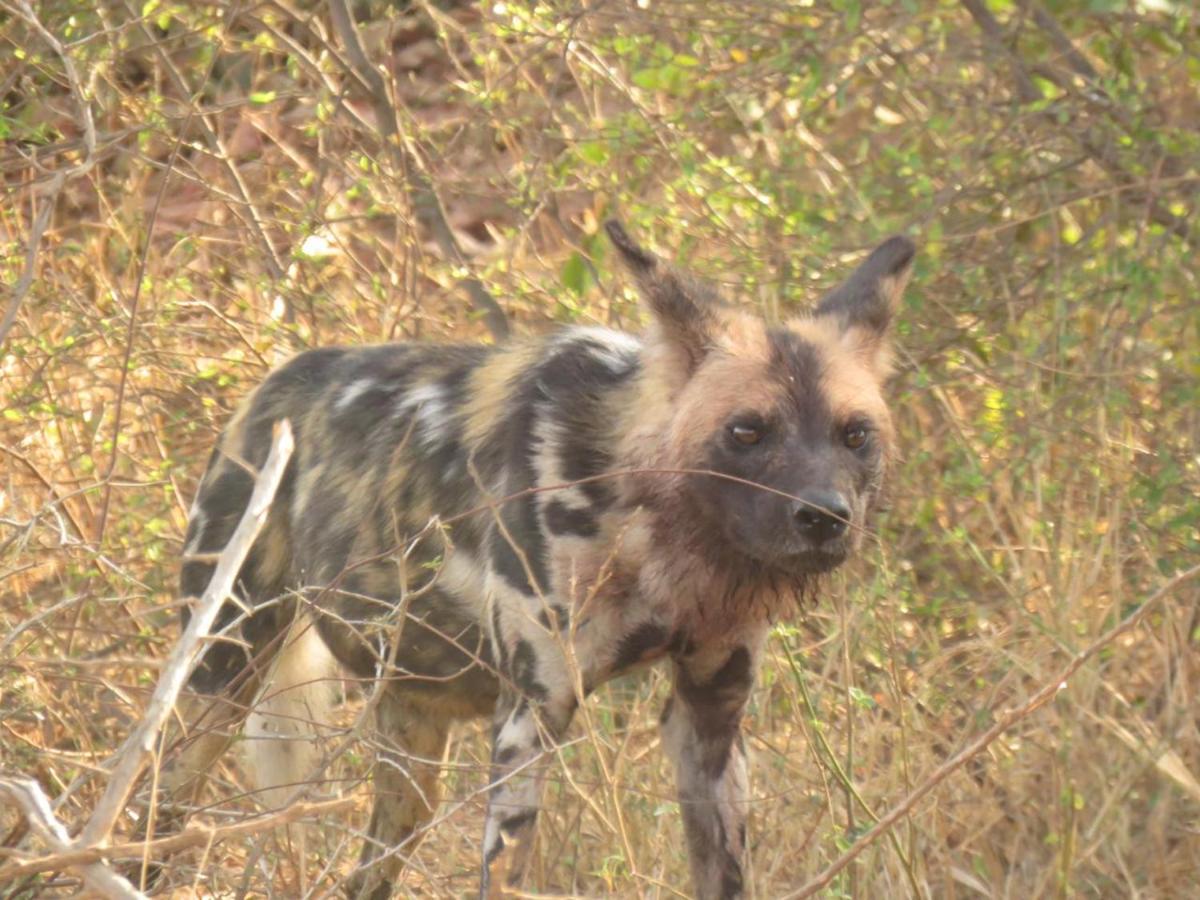 Karongwe- Shiduli Safari Lodge