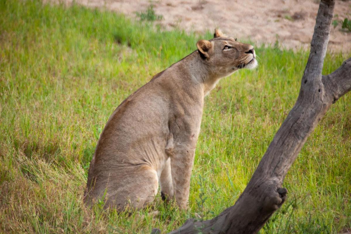 Karongwe- Shiduli Safari Lodge