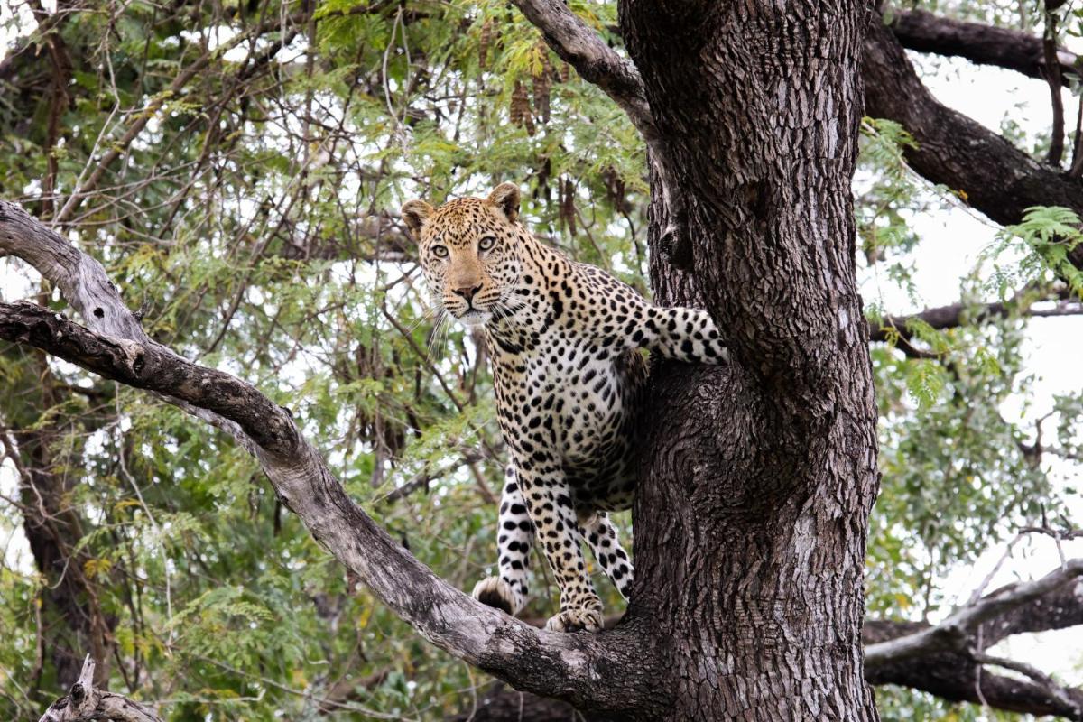 Karongwe- Shiduli Safari Lodge