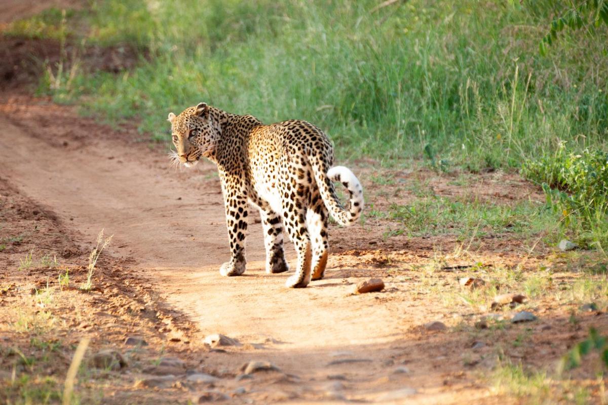 Karongwe- Shiduli Safari Lodge
