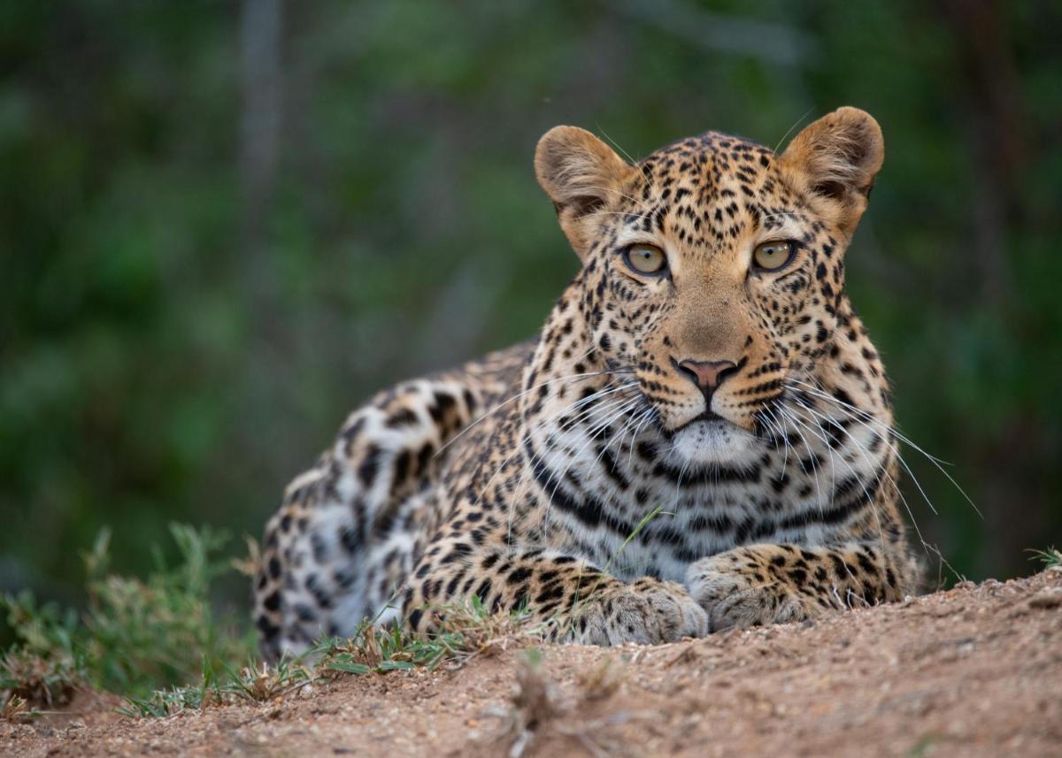 Karongwe- Shiduli Safari Lodge