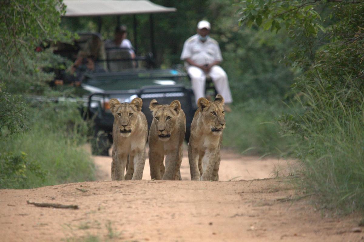 Karongwe- Shiduli Safari Lodge