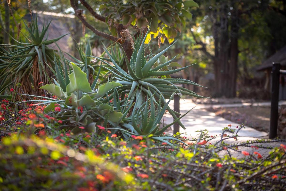 Karongwe- Shiduli Safari Lodge
