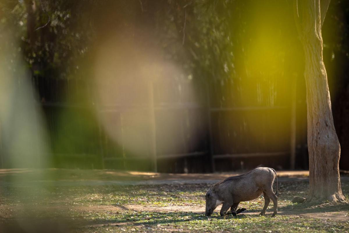 Karongwe- Shiduli Safari Lodge