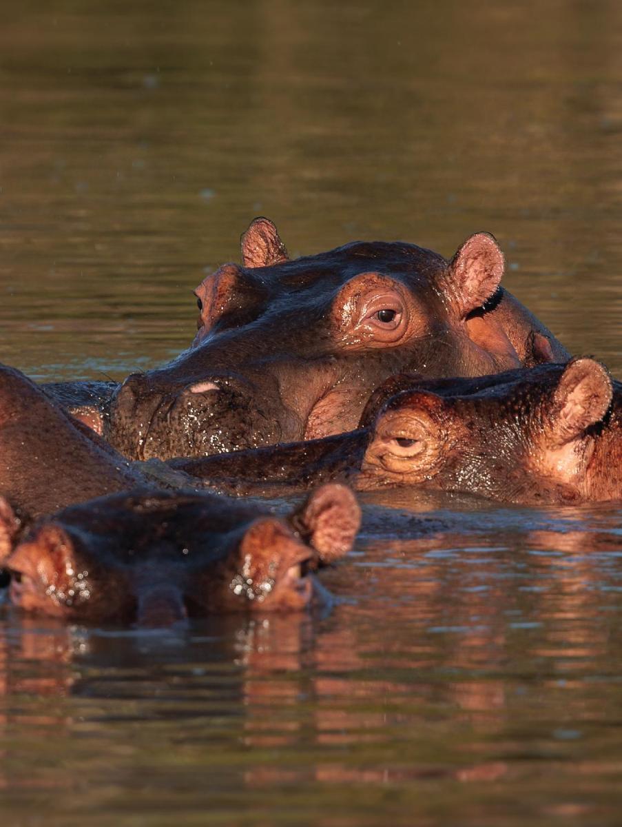Karongwe- Shiduli Safari Lodge