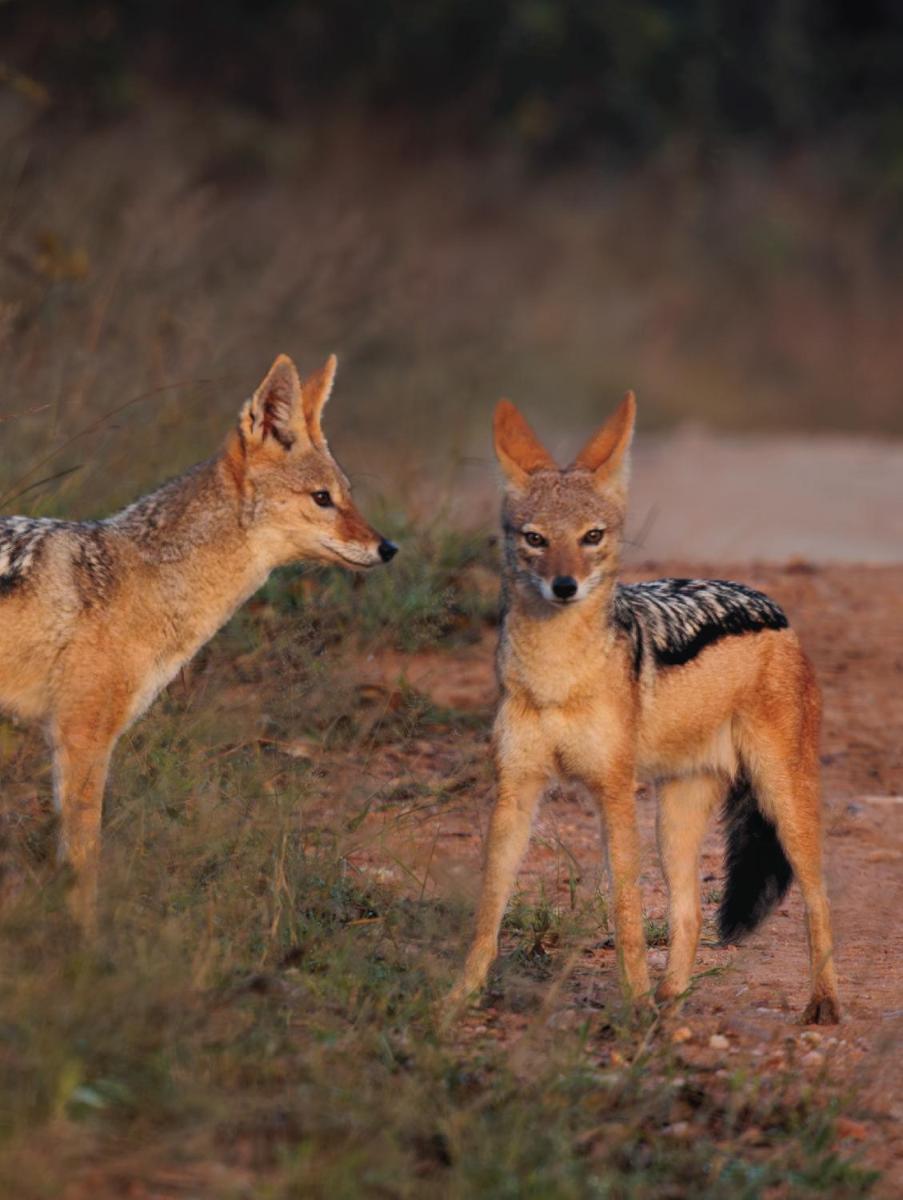 Karongwe- Shiduli Safari Lodge
